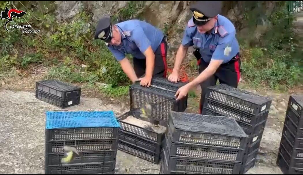 Illegaler Vogeltransport in Italien
