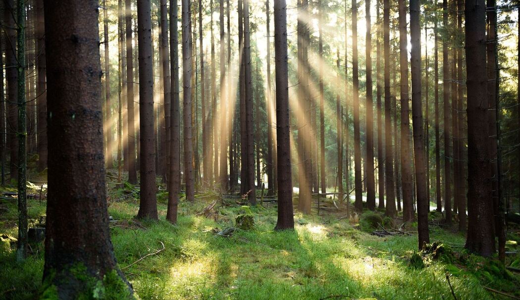 Wald