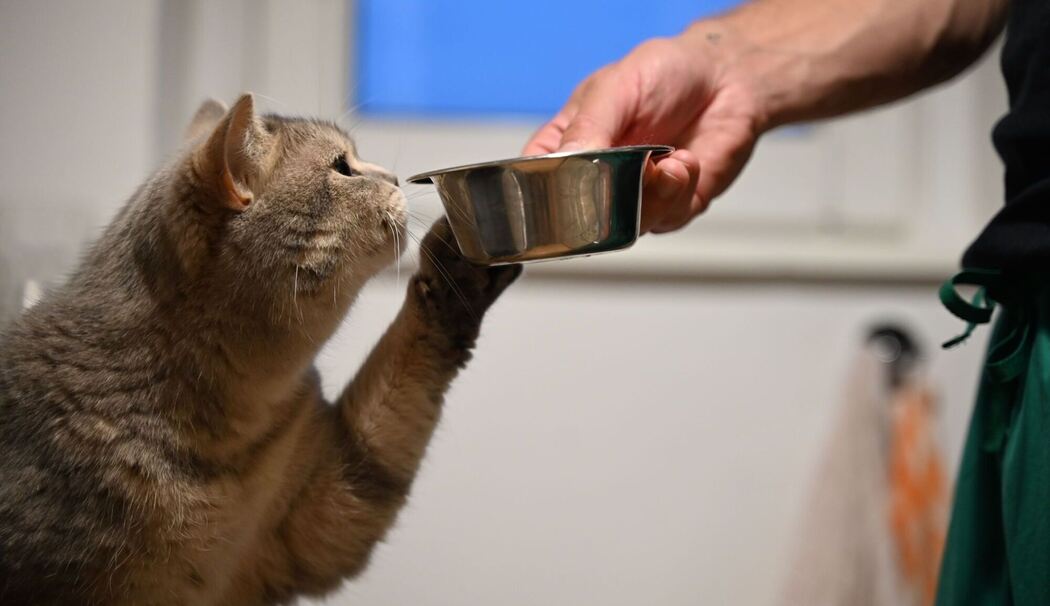 Eine Katze streckt ihre Pfote zu dem Futternapf
