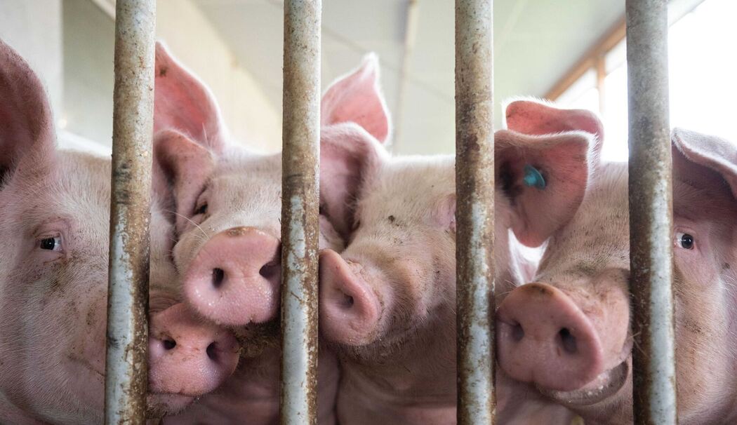 Schweinestall