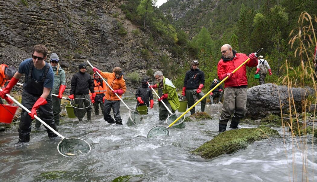 12.000 Fische werden umgesiedelt