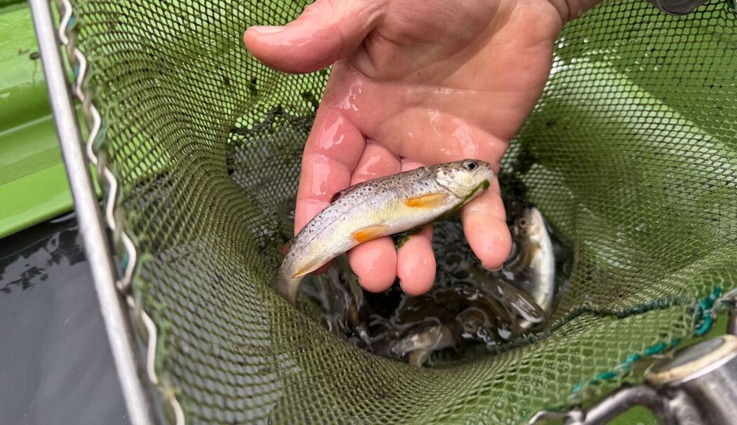 12.000 Fische werden umgesiedelt