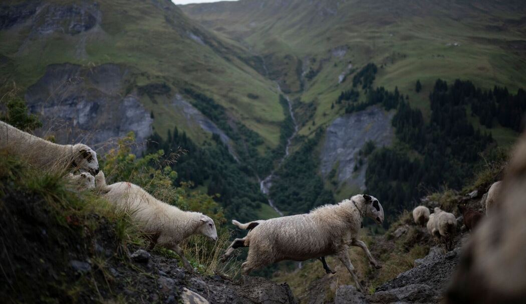 Alpabzug in der Schweiz