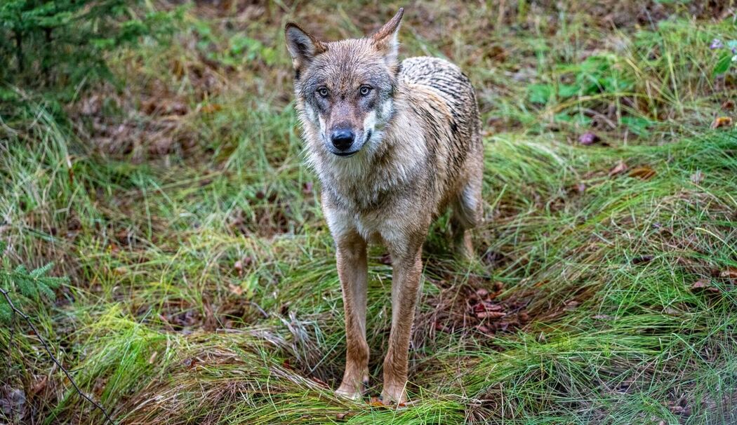 Wolf