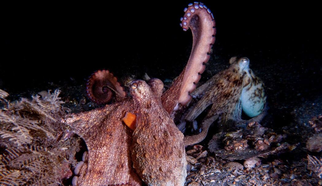 Wie Kraken ihre Arme nutzen