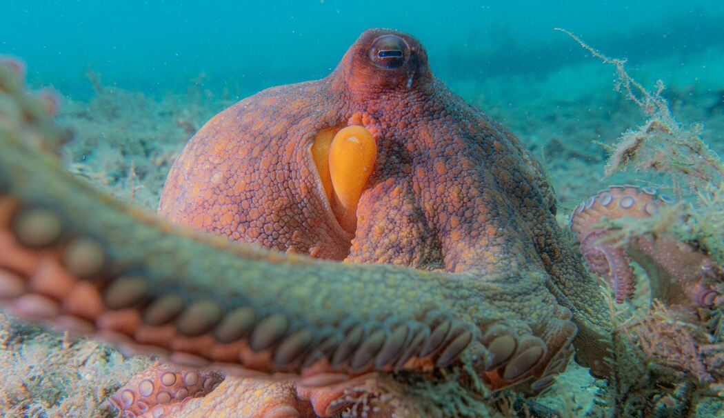 Wie Kraken ihre Arme nutzen