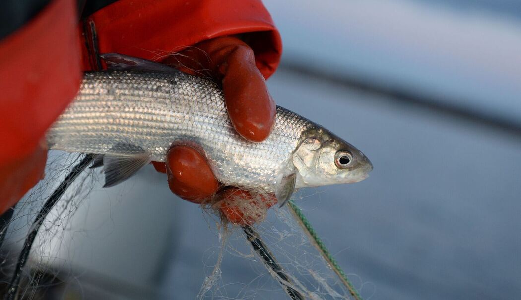 Fischerin mit Felchen am Bodensee