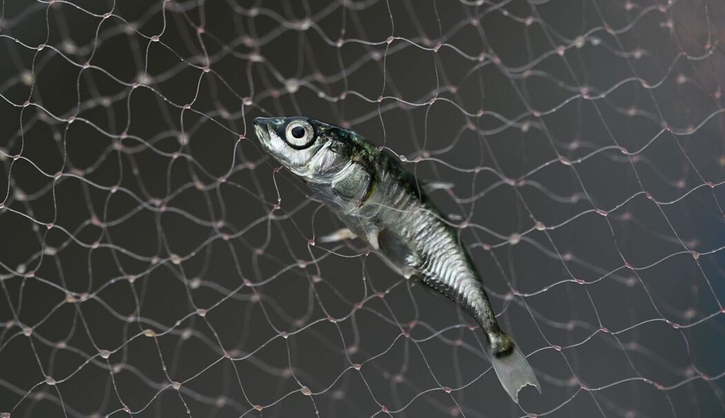 Fisch-Bestandsaufnahme im Bodensee