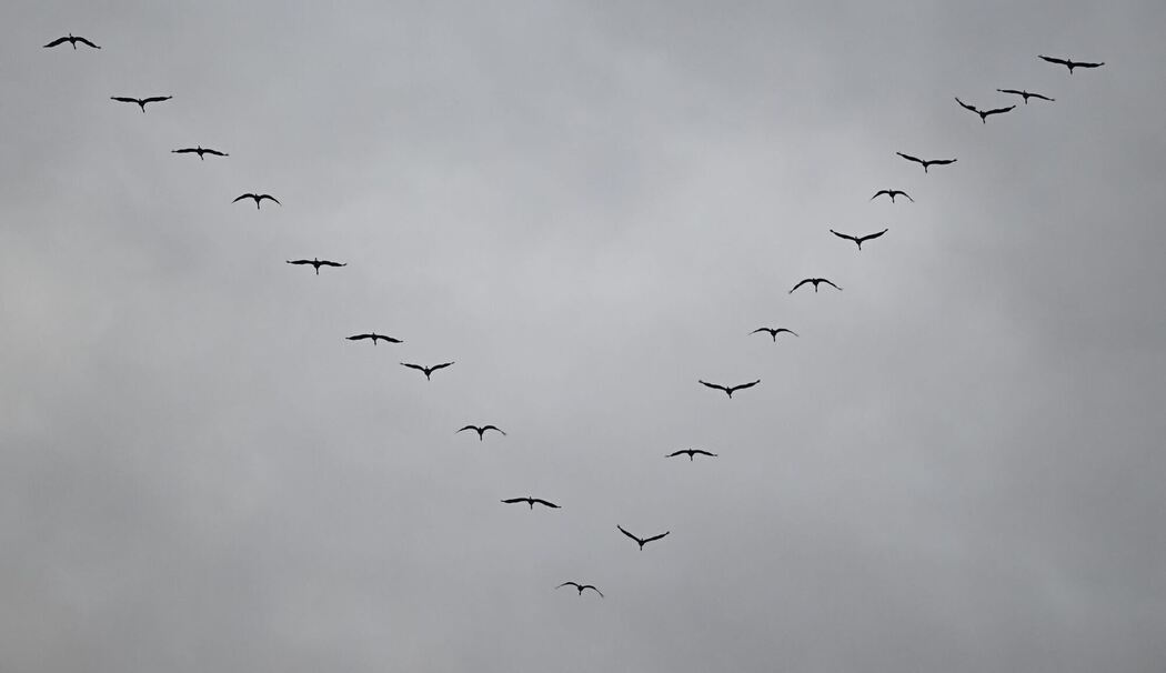 Zugvögel