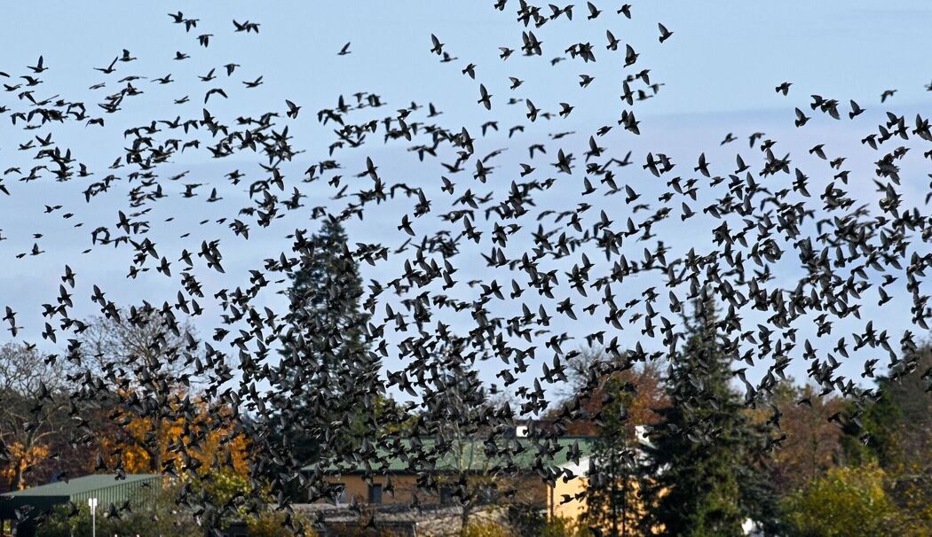 Vogelzug in Sachsen-Anhalt