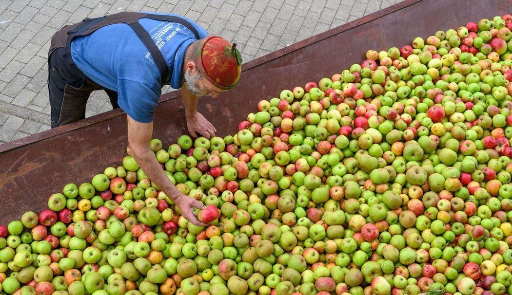Äpfel in der Mosterei
