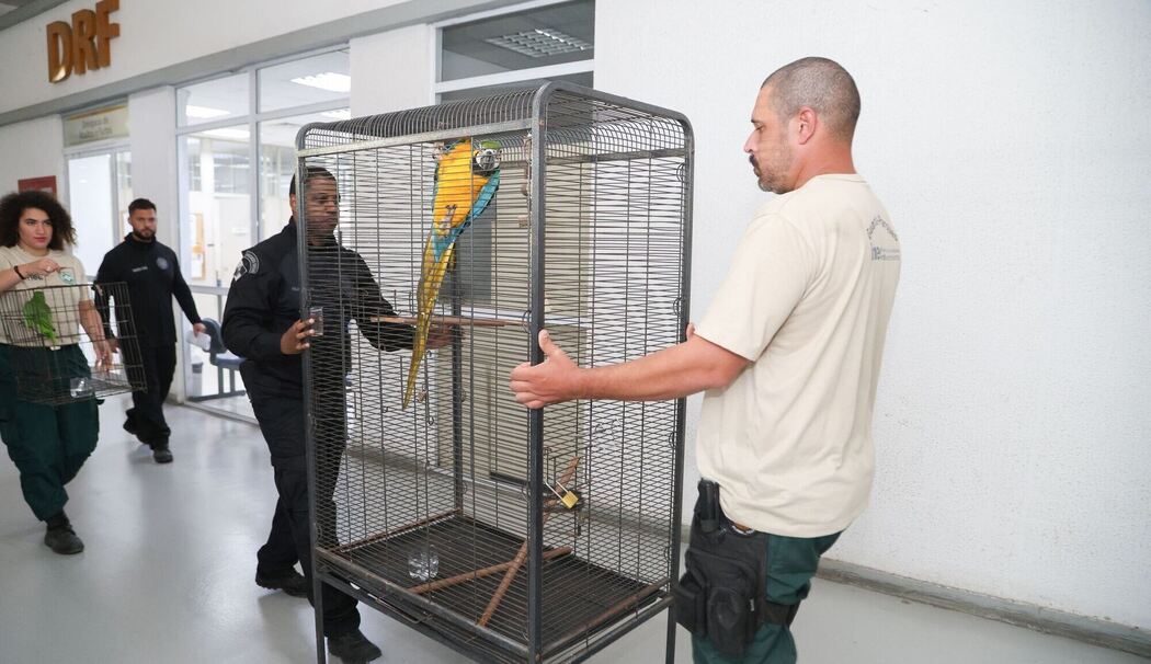 Großer Schlag gegen den illegalen Tierhandel in Brasilien