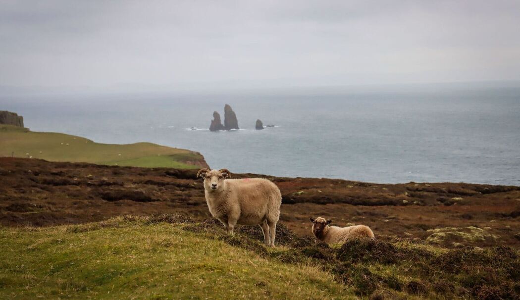 Schafe in Shetland