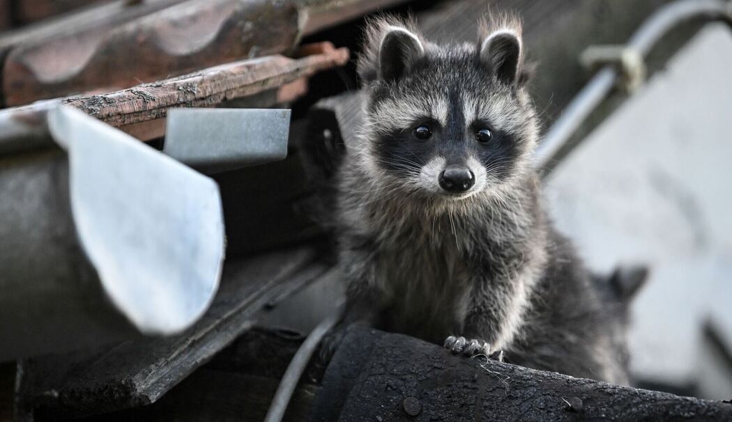 Waschbär