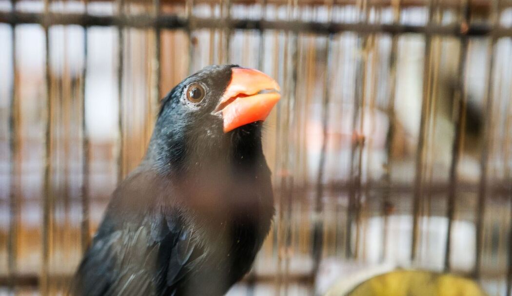 Großer Schlag gegen den illegalen Tierhandel in Brasilien