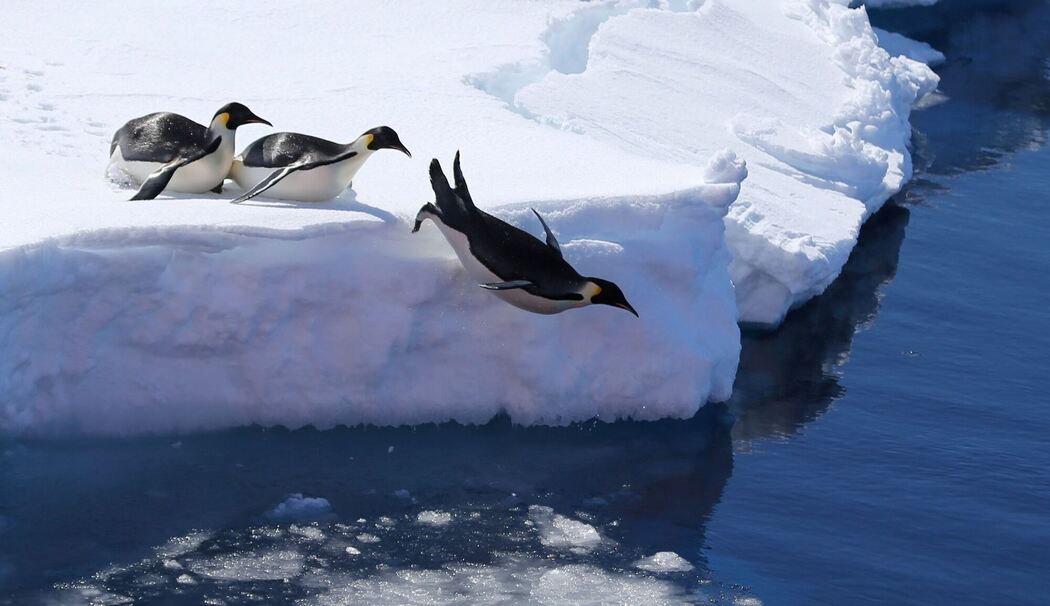 Kaiserpinguine in der Antarktis