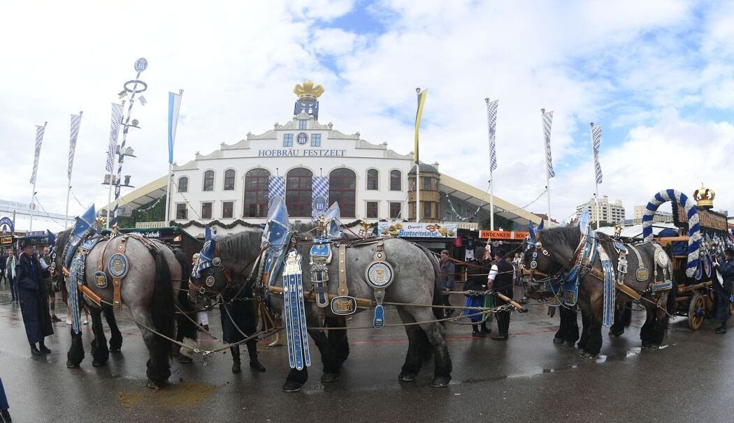Oktoberfest - Brauereipferde