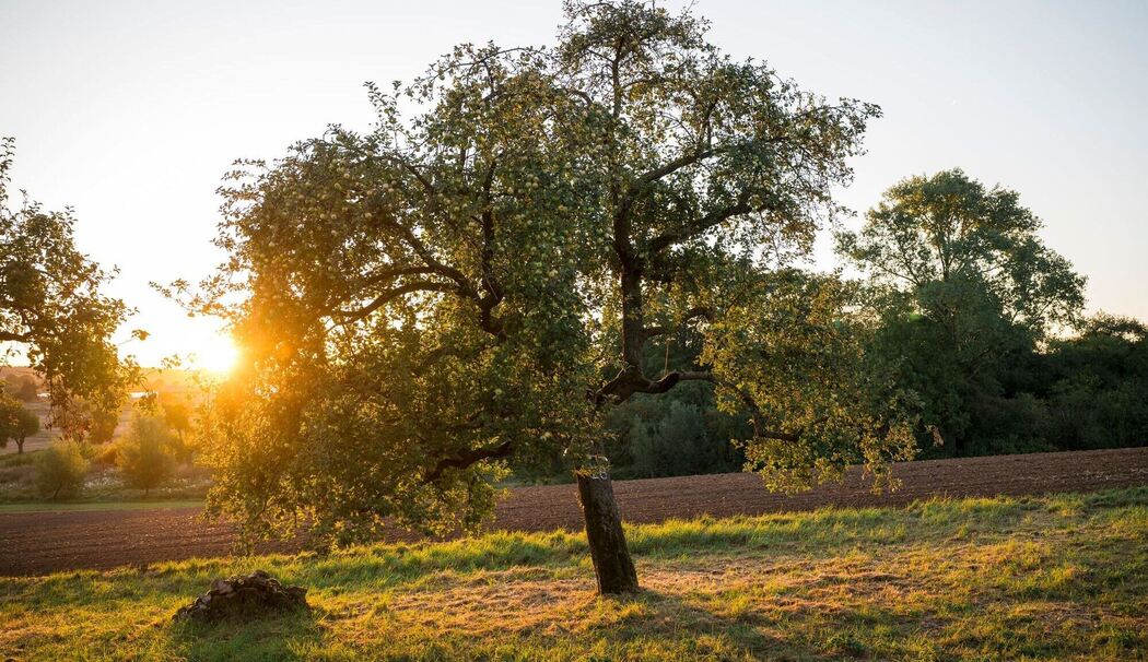 Sonnenaufgang über einer Streuobstwiese