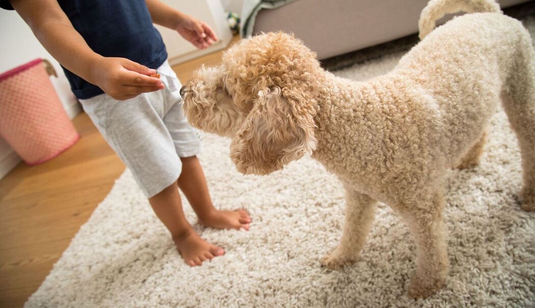 Hund im Wohnzimmer