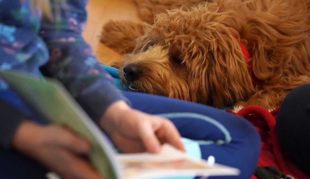 Hund