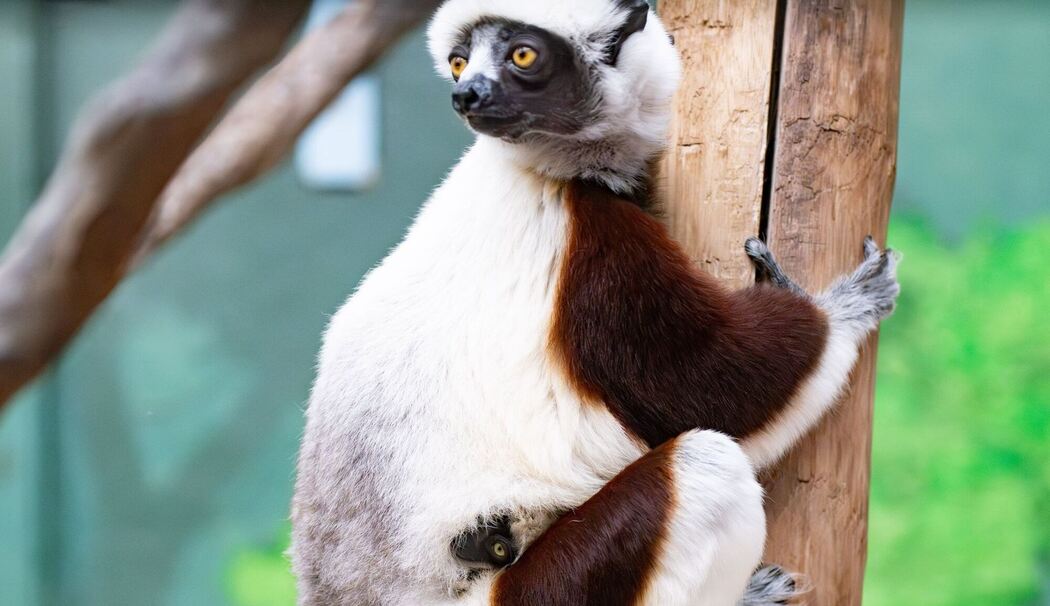 Nachwuchs bei seltenen Coquerel-Sifakas