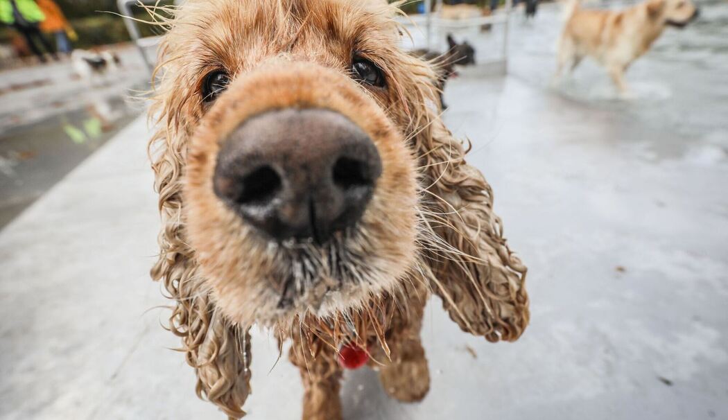 Cockerspaniel Jieno schaut in die Kamera
