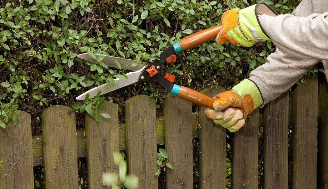 Ein Mann schneidet eine Liguster-Hecke