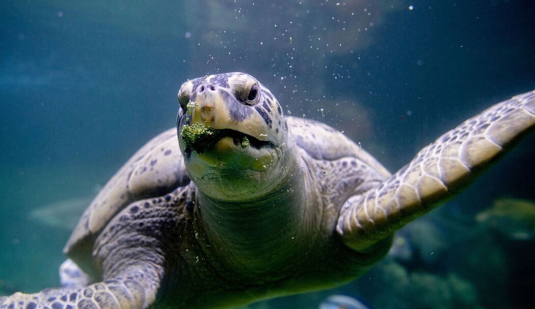 Grüne Meeresschildkröte „Ernie“ im Aquarium Wilhelmshaven