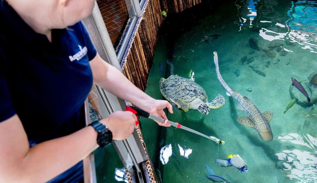 Grüne Meeresschildkröte „Ernie“ im Aquarium Wilhelmshaven