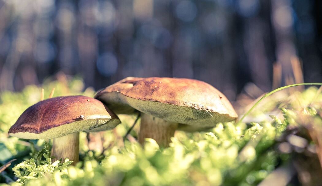 Maronen im Wald