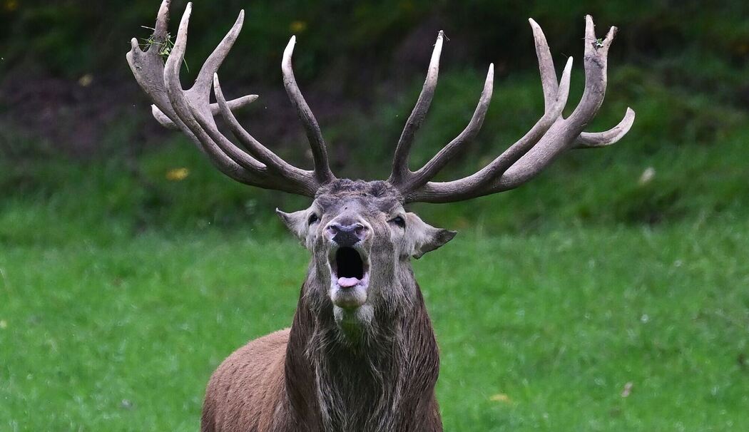 Hirschbrunft