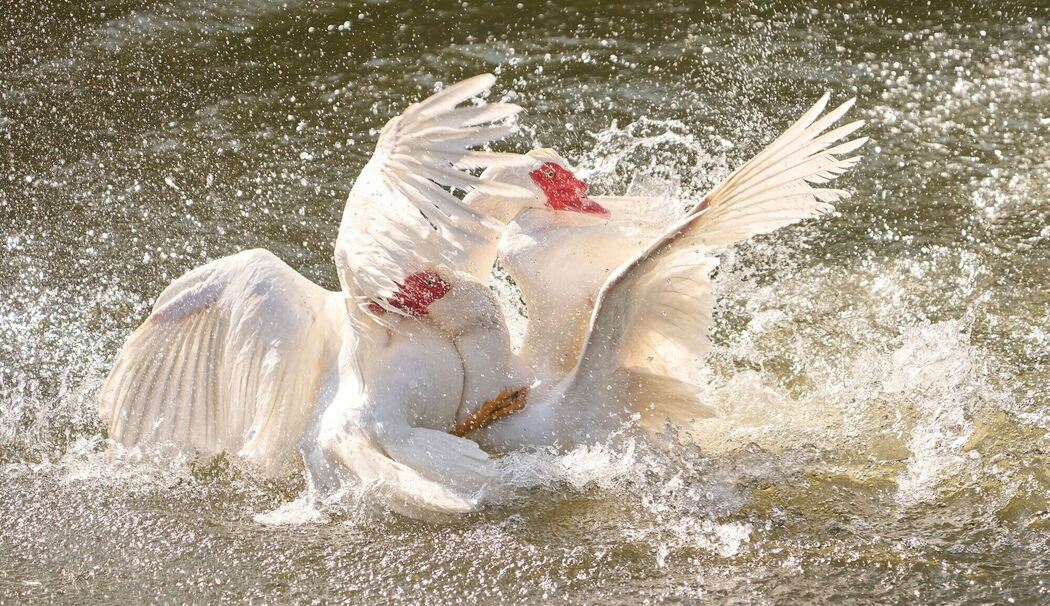 Zwei Gänse streiten auf der Lahn