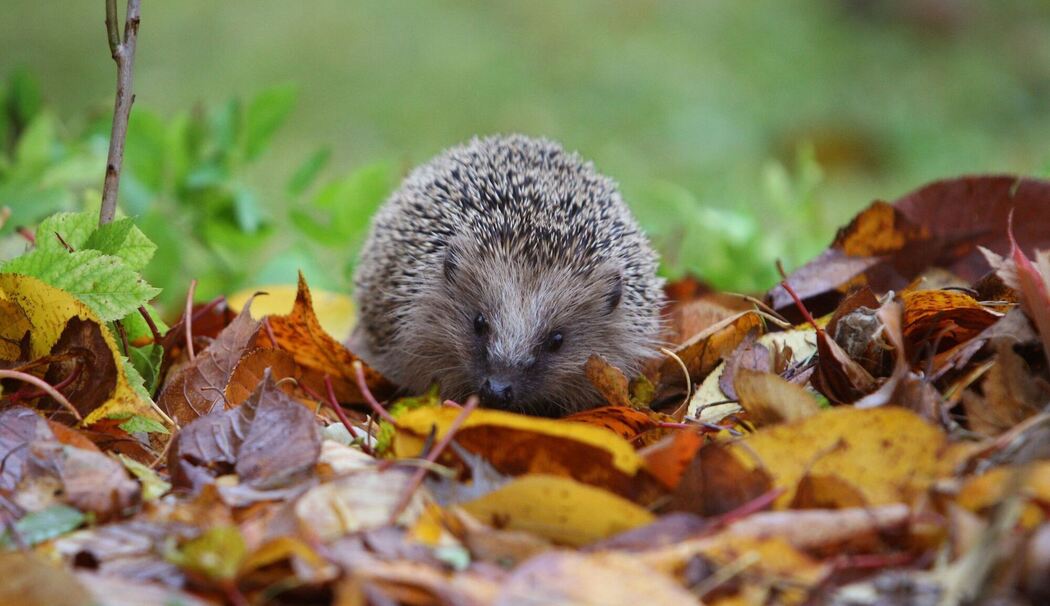 Igel finden immer weniger passenden Lebensraum.