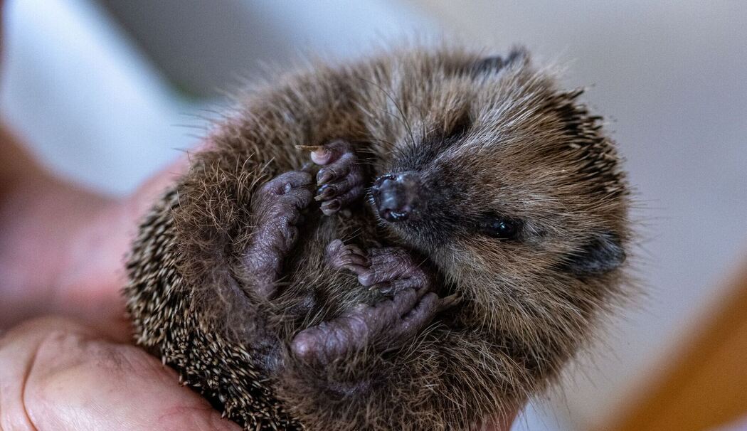 Igel-Hilfsstation