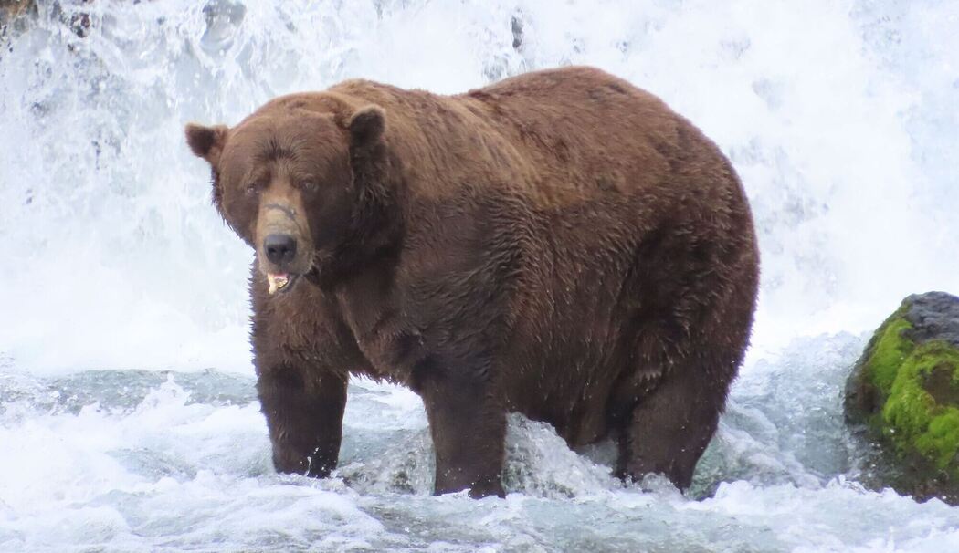 «Fat Bear»-Wahlen in USA
