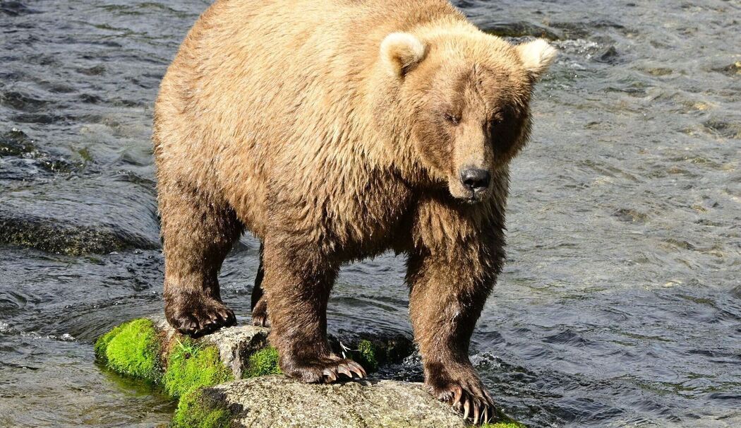 «Fat Bear»-Wahlen in USA
