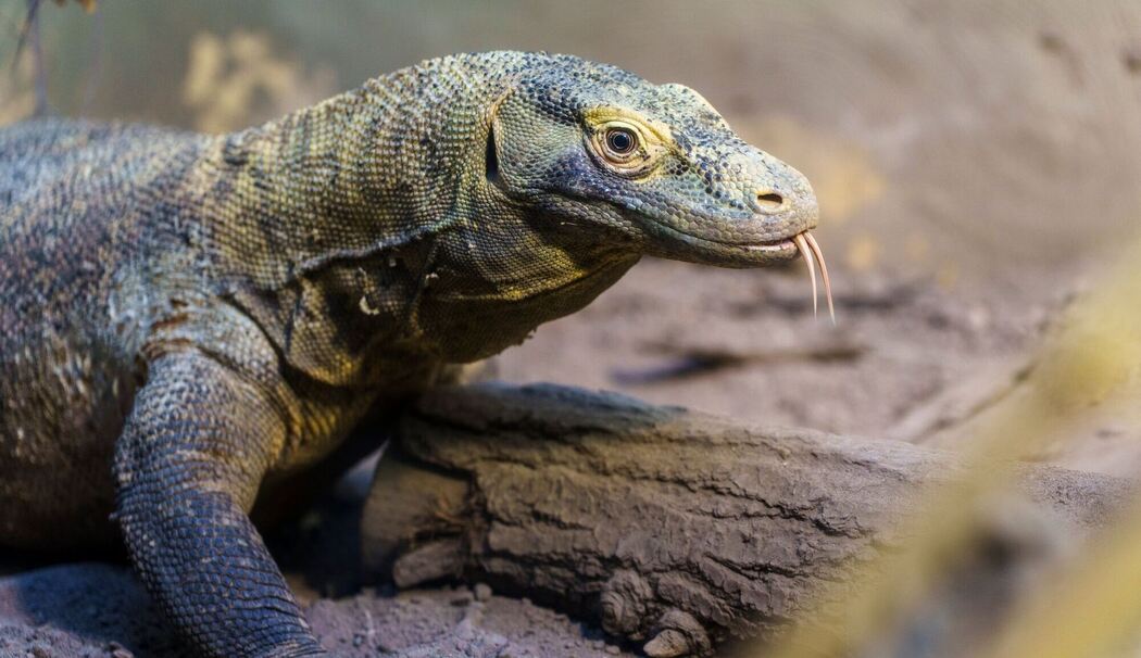 Zoos können nur begrenzt Energie sparen