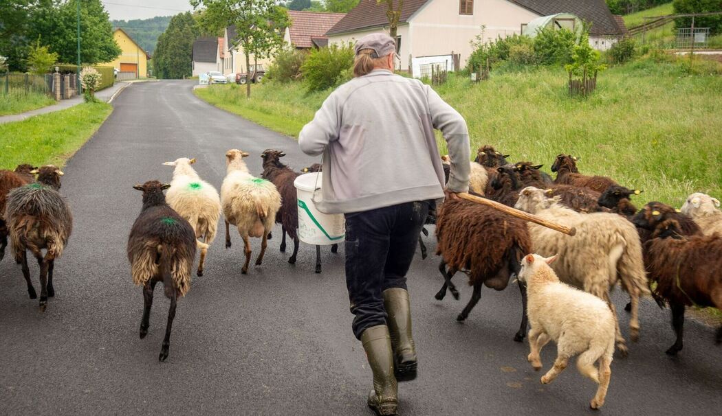 Hirte mit seinen Schafen auf einer Straße