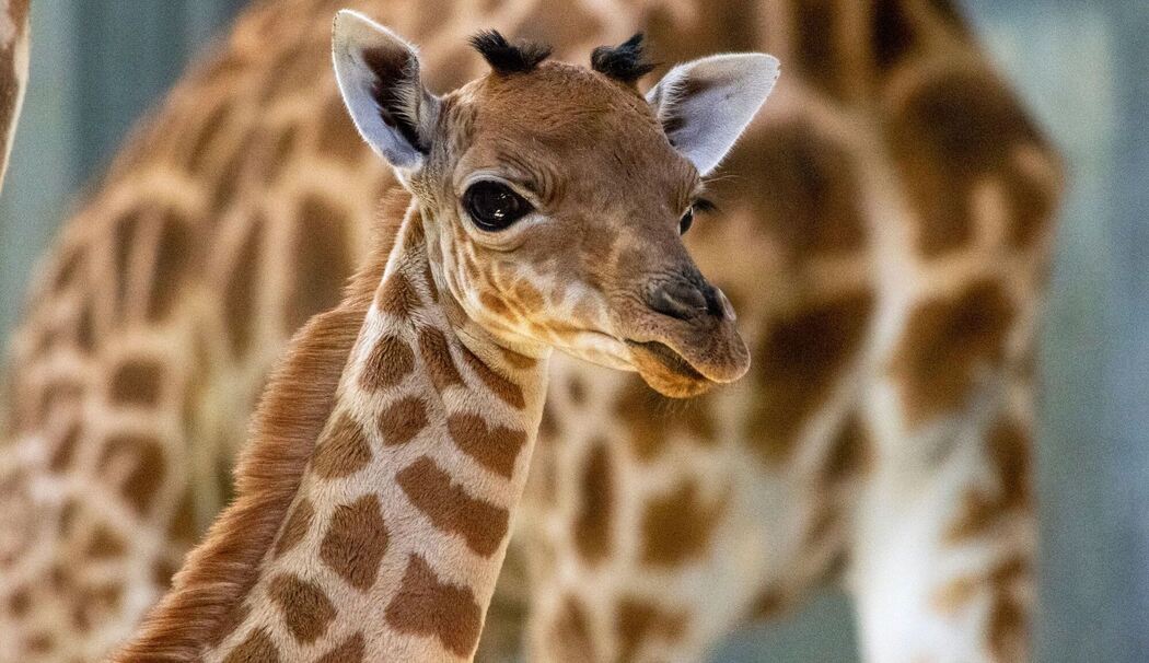 Giraffenbaby in Paris geboren