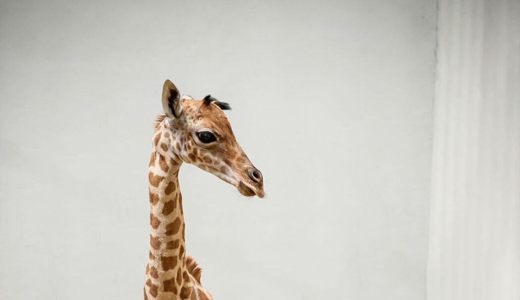 Giraffenbaby in Paris geboren