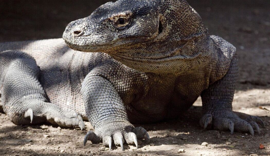 Komodowaran