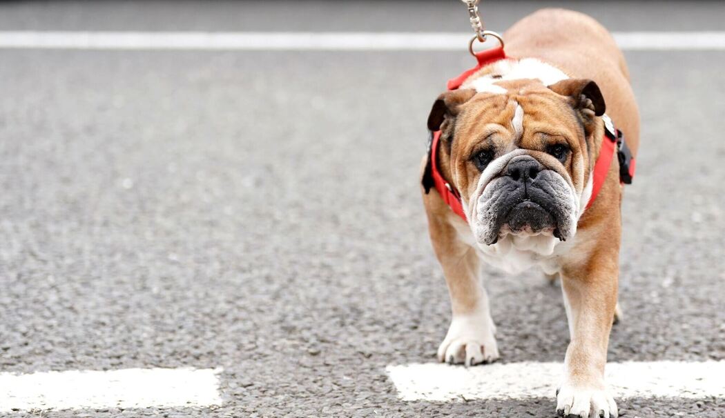 Hamiltons Hund Roscoe