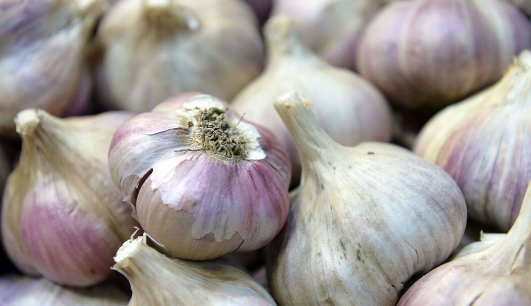 Knoblauchknollen