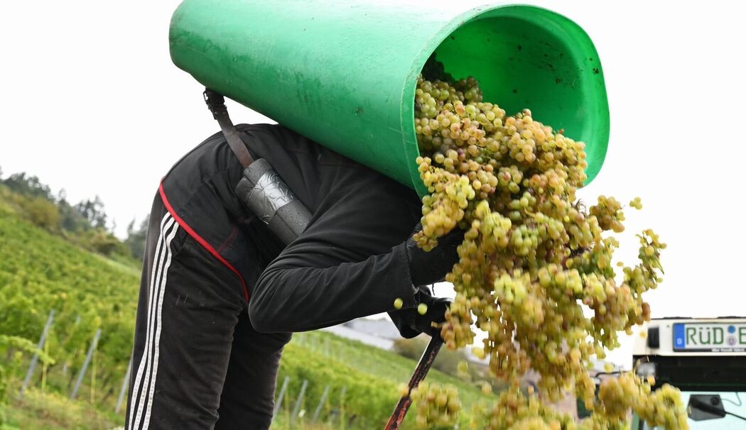 Weinlese im Rheingau