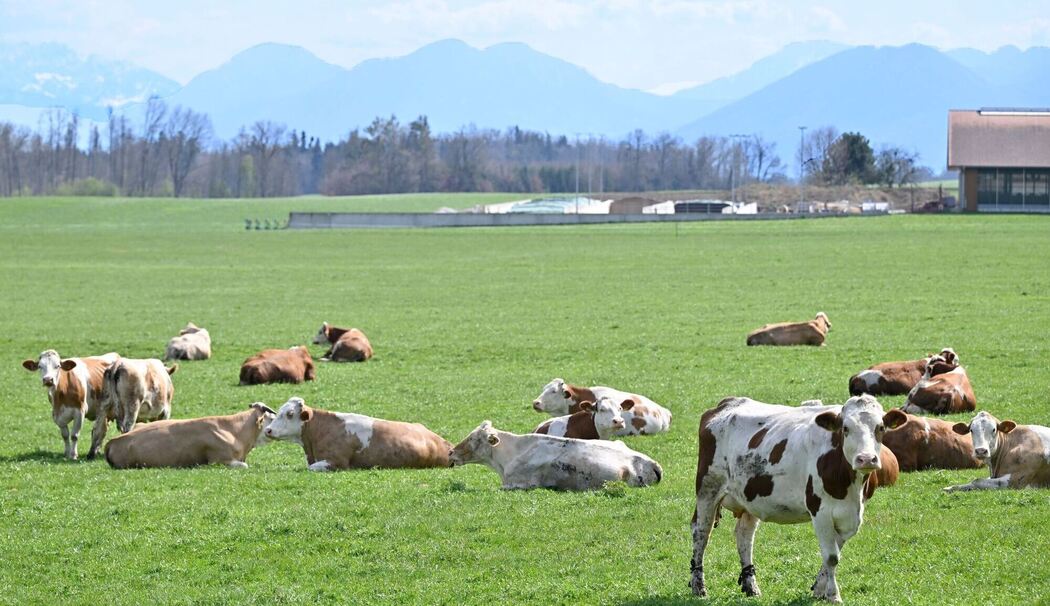 Rinder in Oberbayern