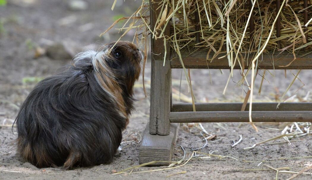 Meerschweinchen an einer Heuraufe