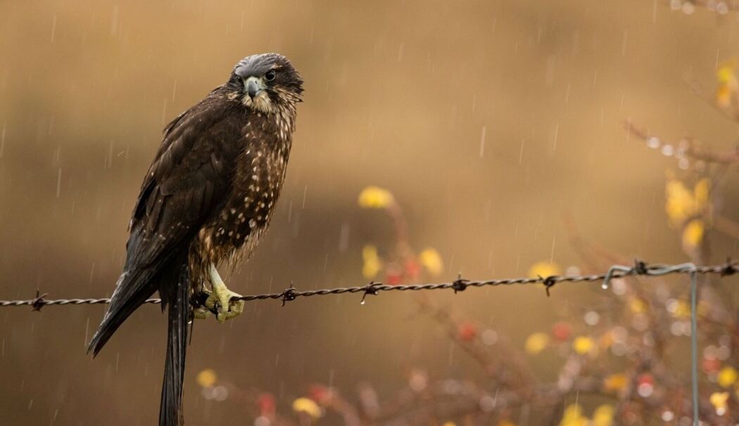Neuseelandfalke zum Vogel des Jahres gewählt