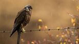 Neuseelandfalke zum Vogel des Jahres gewählt