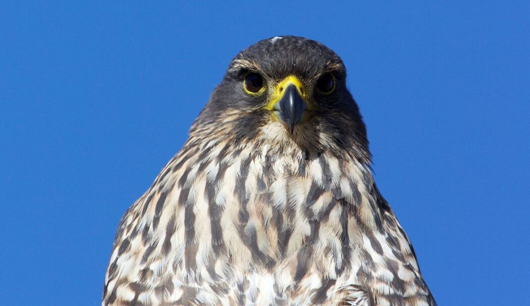 Neuseelandfalke zum Vogel des Jahres gewählt
