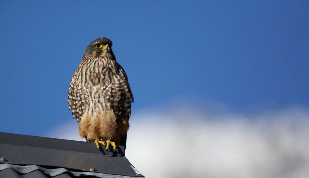 Neuseelandfalke zum Vogel des Jahres gewählt